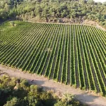 Castagnolo - Cortona Farma *